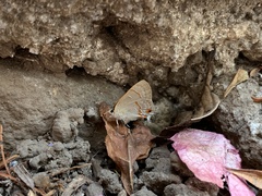 Rubroserrata mathewi