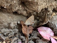 Rubroserrata mathewi