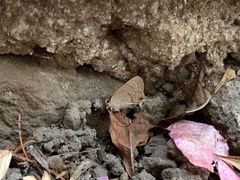 Rubroserrata mathewi