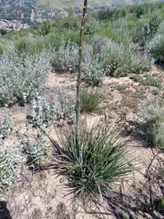 Hesperoyucca