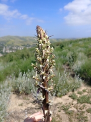 Hesperoyucca