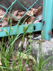 Carex breviculmis breviculmis