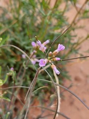 Boechera quadrangulensis