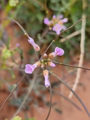 Boechera quadrangulensis