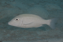 Lethrinus obsoletus