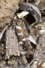 Oxypteryx superbella