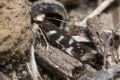 Oxypteryx superbella