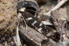 Oxypteryx superbella