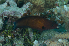 Labropsis micronesica