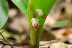 Boesenbergia