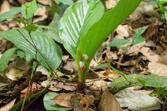 Boesenbergia