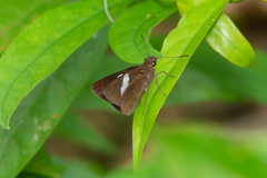 Notocrypta paralysos