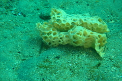 Holopsamma laminaefavosa