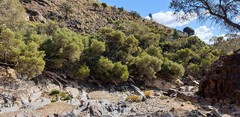 Melaleuca glomerata