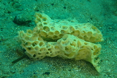 Holopsamma laminaefavosa