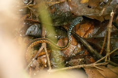 Xenochrophis maculatus