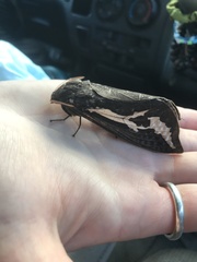 Abantiades atripalpis