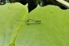 Paracercion calamorum