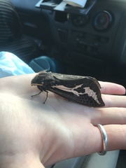 Abantiades atripalpis