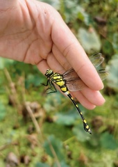 Ictinogomphus pertinax