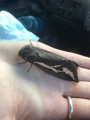 Abantiades atripalpis