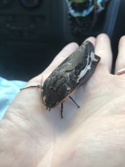 Abantiades atripalpis