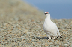 Lagopus muta hyperborea