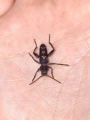 Neoclytus conjunctus
