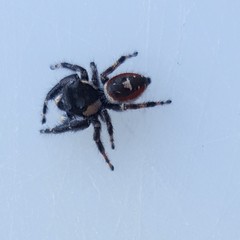 Phidippus californicus
