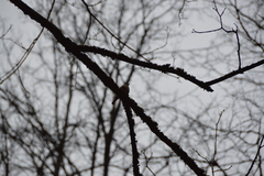 Fringilla coelebs