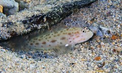 Ctenogobiops pomastictus