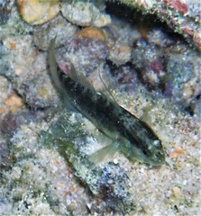 Asterropteryx semipunctata