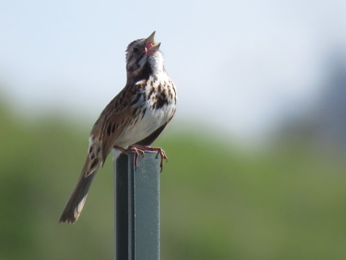 Song Sparrow photographed in Illinois