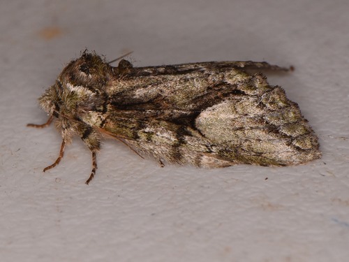 Eastern White-blotched Prominent