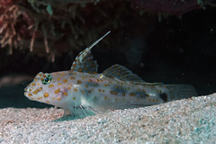 Fusigobius inframaculatus