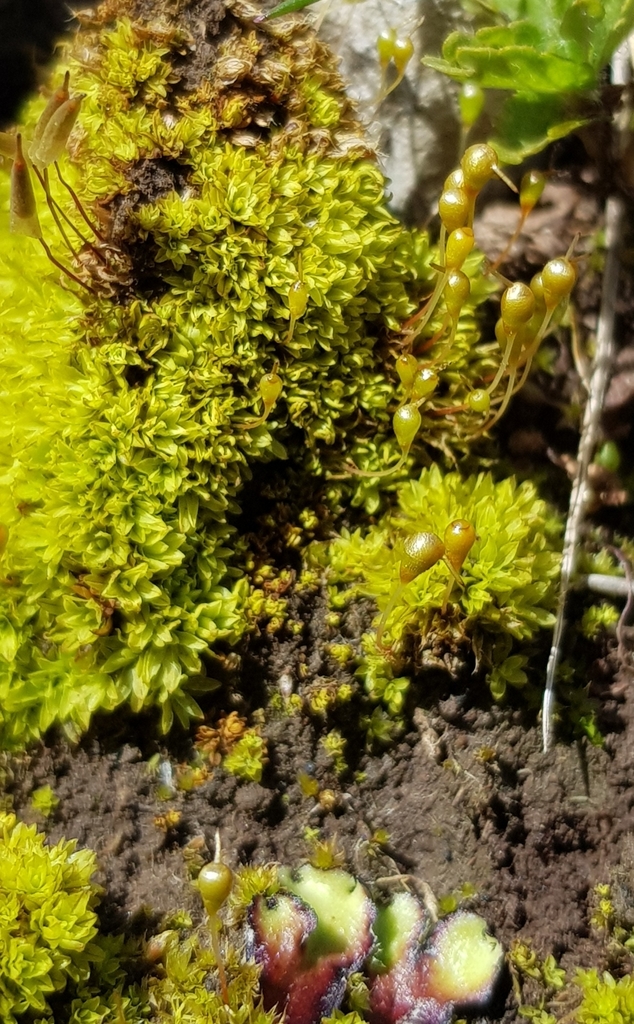 Banded Cordmoss from Sheldon, Bakewell DE45 1QS, UK on April 09, 2022
