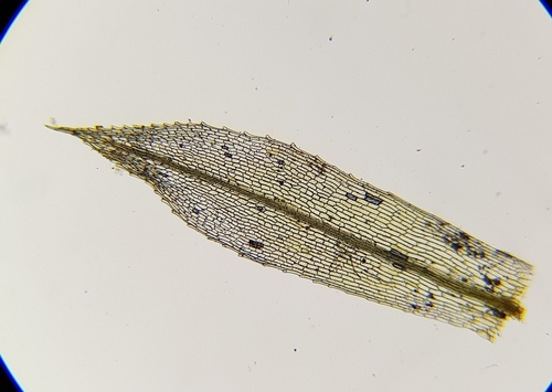 Image of Entosthodon fascicularis by (c) Helen Waterman, some rights reserved (CC BY)