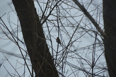 Erithacus rubecula