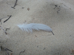 Chroicocephalus novaehollandiae