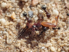 Anoplolepis steingroeveri
