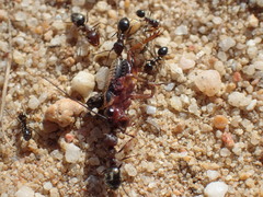 Anoplolepis steingroeveri