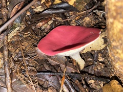 Phillipsia subpurpurea