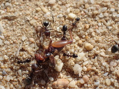 Anoplolepis steingroeveri