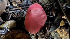 Phillipsia subpurpurea