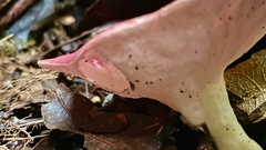 Phillipsia subpurpurea