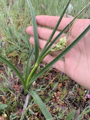 Toxicoscordion exaltatum