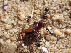 Anoplolepis steingroeveri