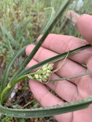 Toxicoscordion exaltatum