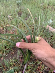 Toxicoscordion exaltatum