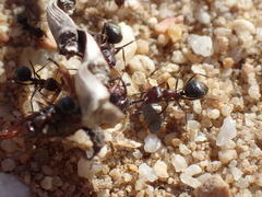 Anoplolepis steingroeveri